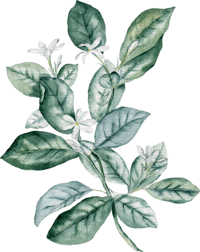 leaves Bb2 - zadarmo png