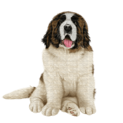 minou-dog-hund - ilmainen png