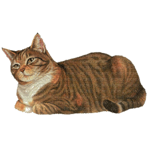 gato vintage gif  dubravka4 - GIF animasi gratis