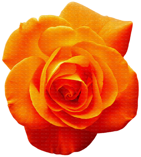 Rose.Orange - PNG gratuit