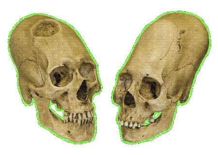 elongated skulls - Darmowy animowany GIF