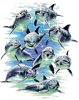 dauphins - GIF animado grátis