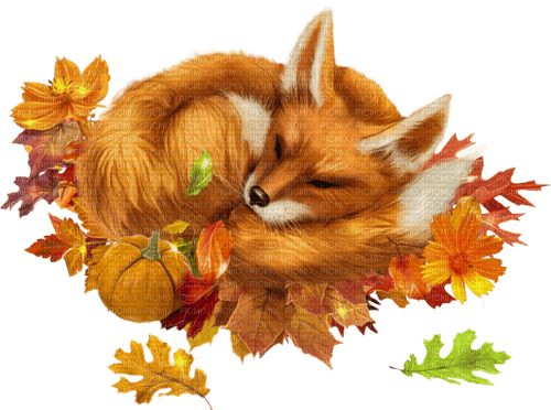 Fox - Autumn - nemokama png