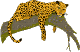 leopard gif - Δωρεάν κινούμενο GIF