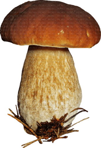 Mushroom - Bogusia - png gratis