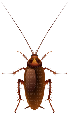 cockroach - Free PNG