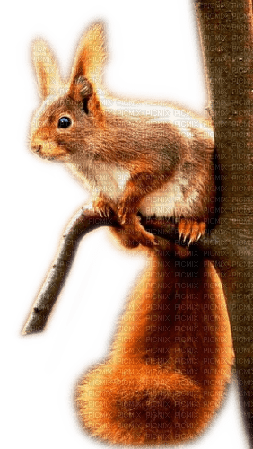 Rena Eichhhörnchen Squirrel tree baum - png ฟรี