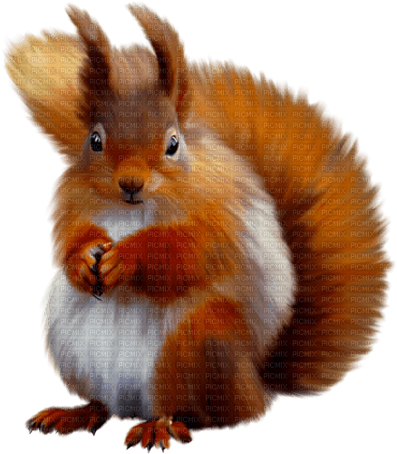 Squirrel.Brown.White - nemokama png