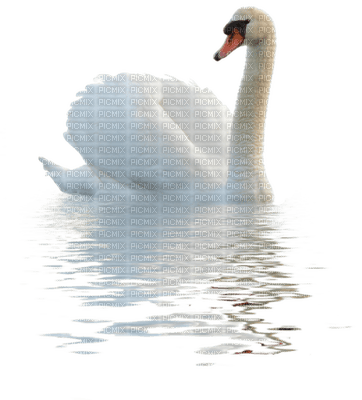 Kaz_Creations Animals  Birds Bird Swans - png ฟรี