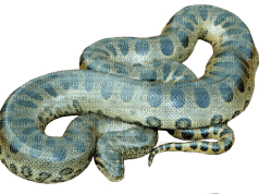 snakes bp - kostenlos png