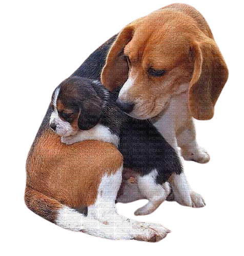maj beagle - 無料png