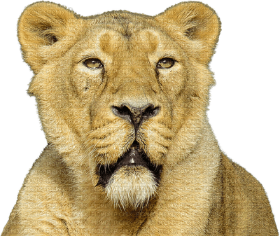 leijona, lion - zadarmo png