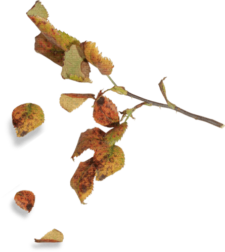 autumn branch leaves kikkapink - nemokama png