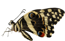 Kaz_Creations Butterfly - png gratuito