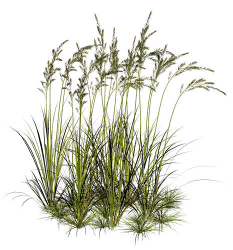 gras grass - δωρεάν png