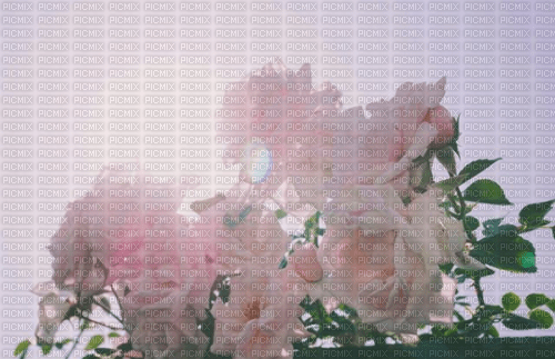 ✶ Background {by Merishy} ✶ - nemokama png