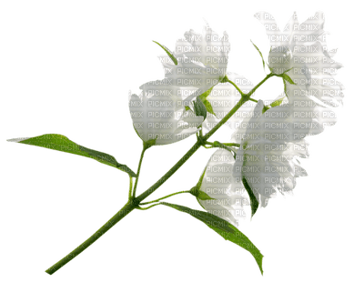 Kaz_Creations Flowers Flower - kostenlos png