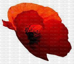 coquelicot - darmowe png