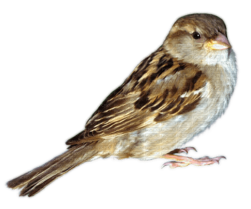 fågel-brun----bird - Free PNG