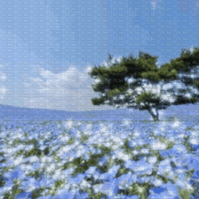 Blue Field Background - Kostenlose animierte GIFs