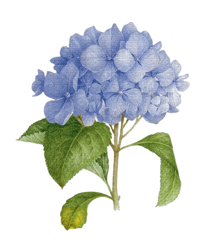 hortensia bleu - darmowe png