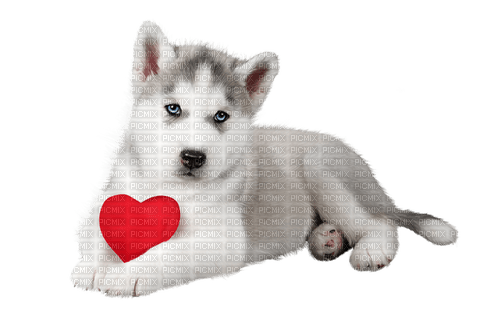 valentine dog by nataliplus - kostenlos png