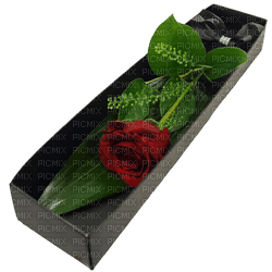 Kaz_Creations Deco Flowers Flower Rose  Colours - Free PNG