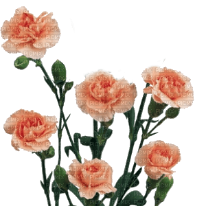 flowers katrin - 免费PNG