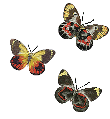 Kaz_Creations Butterflies Butterfly - Free animated GIF