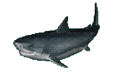 great white shark - GIF animé gratuit