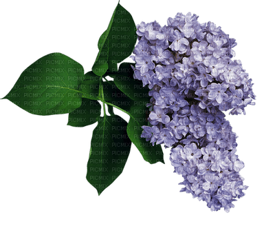 minou-flowers-purple - бесплатно png