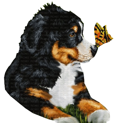 loly33 chien - kostenlos png