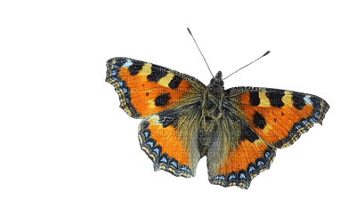 butterfly, perhonen - nemokama png