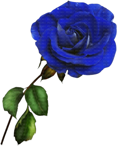 rose bleue - ilmainen png