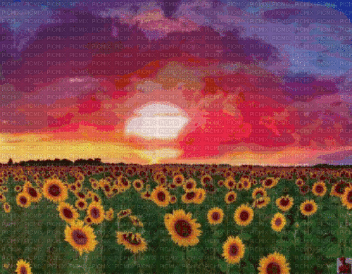 Background Sunflower Field - GIF animado grátis