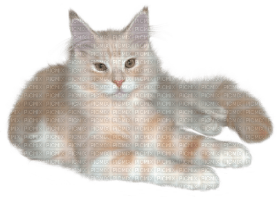 Kaz_Creations Cats Kittens Cat Kitten - PNG gratuit