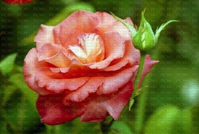 Róża - darmowe png