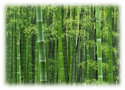 bamboo landscape - png grátis