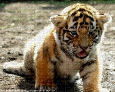 Bebe Tigre Un Bebe Tigre En Voie De Disparition Picmix