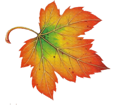 Autum Leaf - Безплатен анимиран GIF