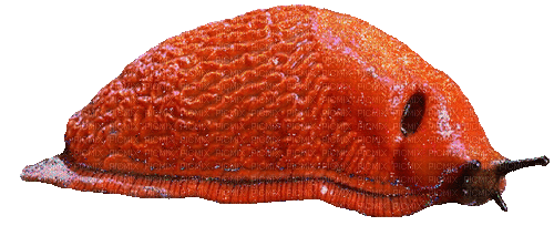 spanish fat slug - Nemokamas animacinis gif