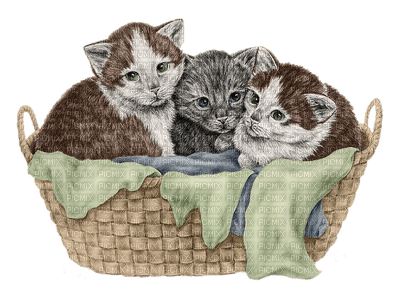 cats in basket - 無料png