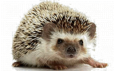 Kaz_Creations Animals Animal Hedgehog - Zdarma animovaný GIF