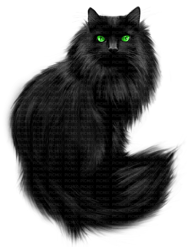 Cat.Black - ücretsiz png