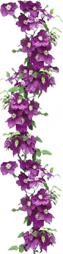 blommor-lila----flowers-purple - png ฟรี