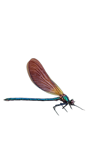 libellule - PNG gratuit