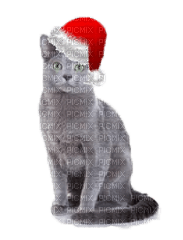 Kaz_Creations Christmas Cat - Free PNG
