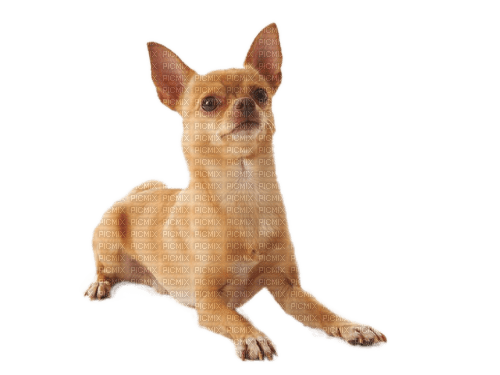 Hund, Chihuahua - PNG gratuit