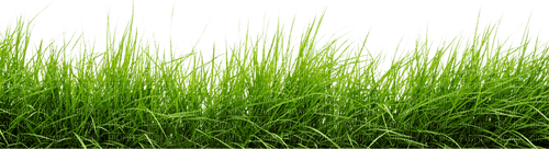 grass nature green - PNG gratuit