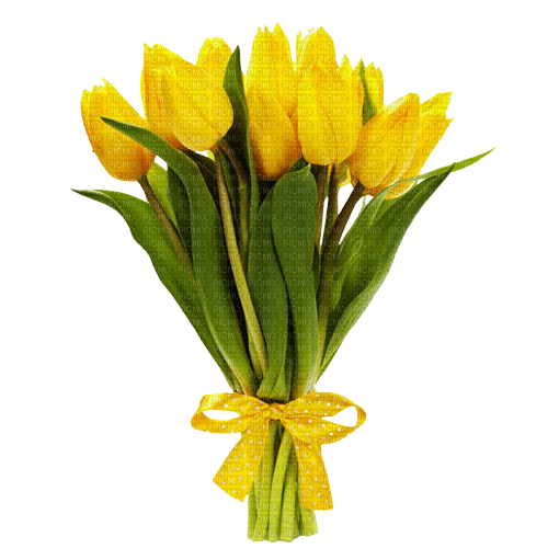 желтые тюльпаны - zdarma png